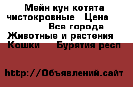 Мейн-кун котята чистокровные › Цена ­ 25 000 - Все города Животные и растения » Кошки   . Бурятия респ.